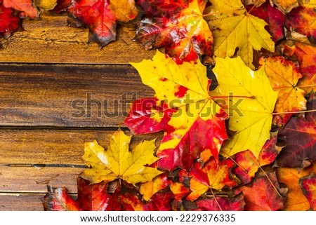 Multi-colored bright maple leaves on a dark wooden table. Autumn background of red, yellow, orange plants with copy space, postcard and frame from natural material
