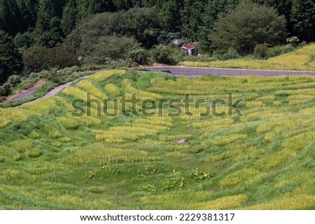 Rural scenery, rice field with superb view