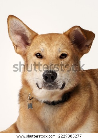 half breed dog in front of a white background in srudio 