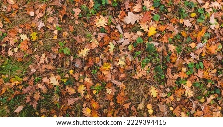 Colorful bright seasonal autumn background pattern. Vibrant carpet of fallen forest leaves banner. Outdoor panorama. Brown yellow red orange oak leaves in autumn forest