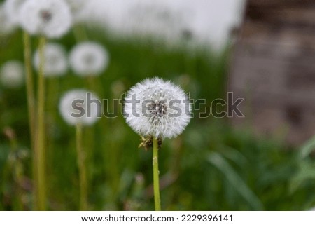 Selective focus on the circular seed formation of a Dandelion flower.  More seeds out of focus in the background. 