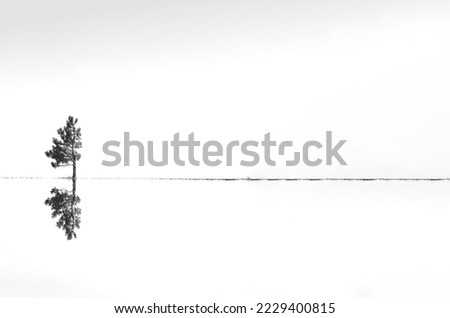 Black and white image of a tall pine tree with reflection
