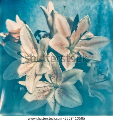 Vintage photo of garden flowers indoor. Bouquet of blue flowers