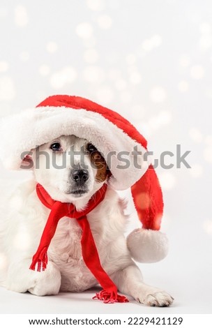 New Year's Eve photo with a funny dog in a Santa hat. Around the dog . The photo has room for text. The photo can be used for calendars, postcards, banners, flyers, etc.