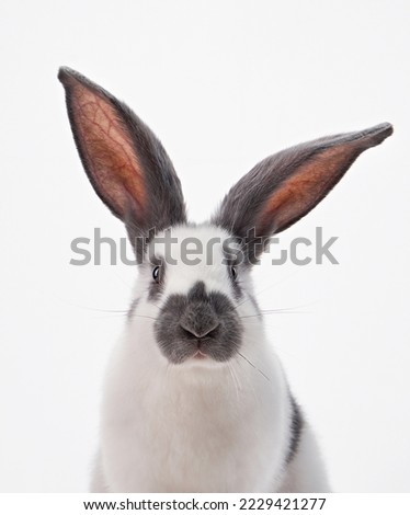 Cute rabbit on a white background. funny animal in studio 