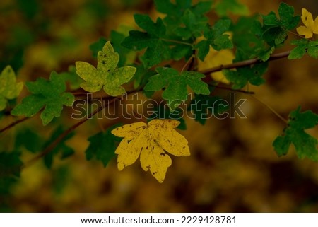 Single very strong yellow discolored leaf in autumn on a maple tree,shallow depth of field, blurred bokeh