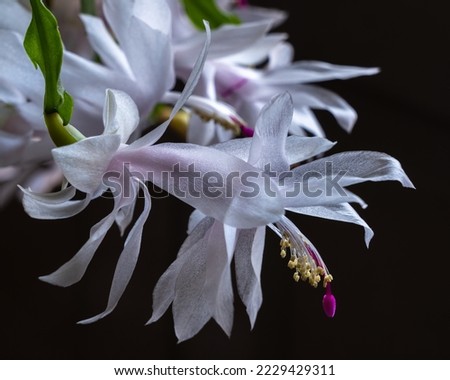 Closeup view of bright white and light pink flower of schlumbergera aka Christmas cactus or Thanksgiving cactus blooming indoors on dark background