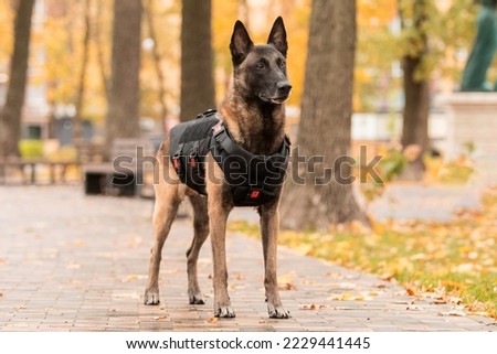 Dog armor. Dog in a bulletproof vest. Belgian Shepherd Malinois portrait outdoor.  Working dog. Guard dog. Royalty-Free Stock Photo #2229441445