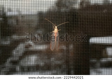The picture shows an insect with transparent wings called a lacewing, which sits on a net.