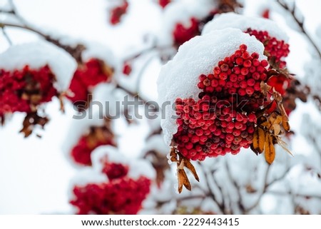 Rowan tree covered with the first snow. Ashberry or rowan berries on a tree branch with green leaves in winter. Sorbus aucuparia. Red ashberry fruits