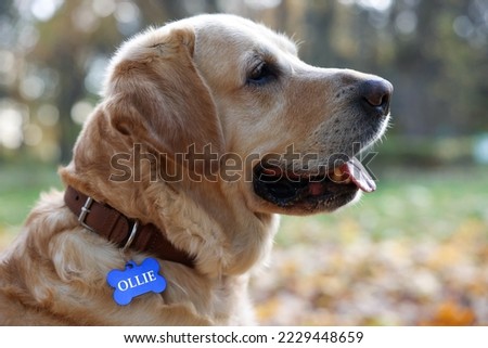 Cute Labrador Retriever in dog collar with metal tag outdoors