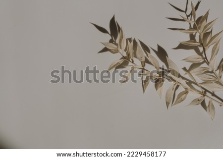 Elegant aesthetic dried grass stems with sunlight shadows on tan white background with copy space. Boho stylish still life flower composition