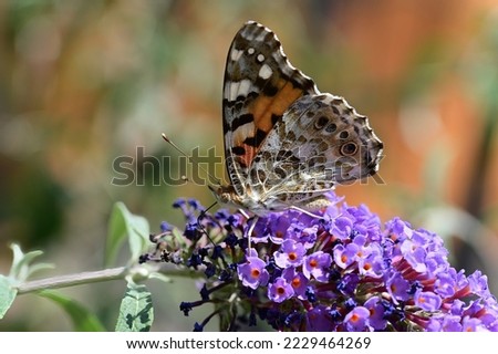 Beautiful isolated specimen of Painted Lady butterfly (Vanessa cardui) photographed with a dark background during the day with artificial light, on Buddleja x weyeriana "Sungold" flowers