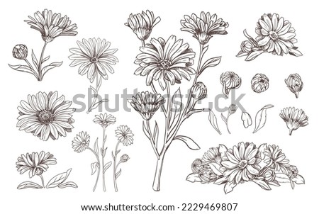 Drawing of the line of a calendula flower. Contour elements isolated on a white background. Vector set. An ingredient for herbal tea, medicinal and cosmetic preparations. Royalty-Free Stock Photo #2229469807