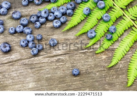 Blueberries picking. Eco friendly, summer composition with organic, wild blueberries on a wooden background with fern leaf. Healthy natural food. Harvesting concept. Closeup