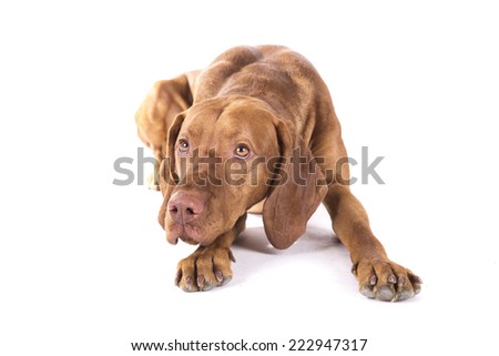 A dog with funny bunny ears on sitting on a white background