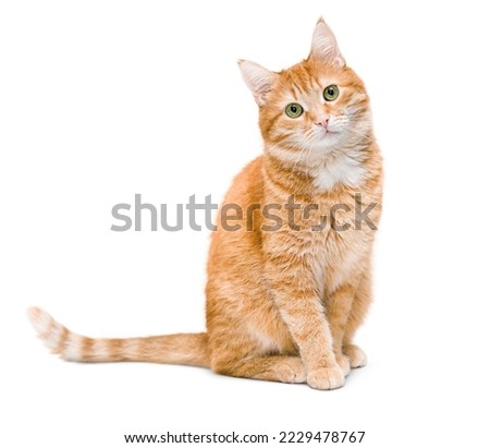 cute ginger cat sitting and looking at the camera ,isolated on white background Royalty-Free Stock Photo #2229478767