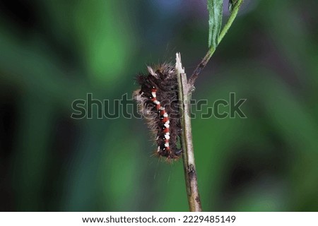 caterpillar butterfly moth nature small creatures