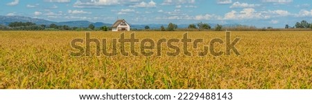 Rice field in gold colour at the Ebro Delta in autum, background blue sky with clouds Tarragona, Spain, panorama