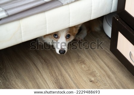 Corgi dog hides under the bed. Royalty-Free Stock Photo #2229488693