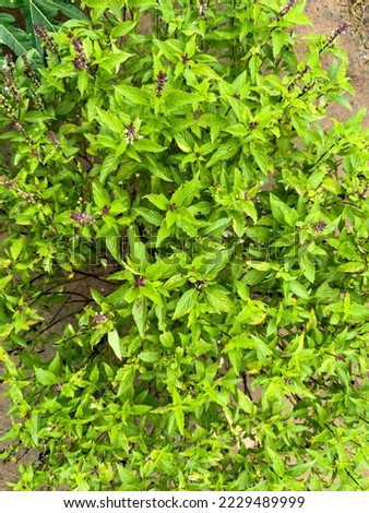 Sweet basil is light green with wide leaves while Thai basil has purple stems and flowers and spear-like leaves