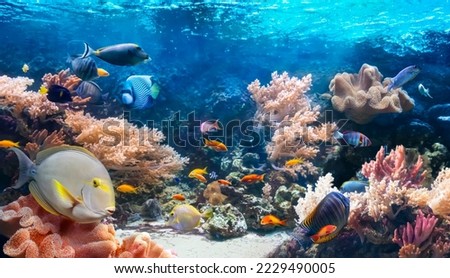Life of the underwater world. Colorful tropical fish. Animals in the coral reef. Ecosystem. Underwater panoramic view.