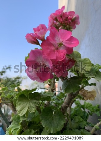Blooming Pink Pelargonium zonale -Pelargonium zonale is a species of Pelargonium native to southern Africa in the western regions of the Cape Provinces, in the geranium family.