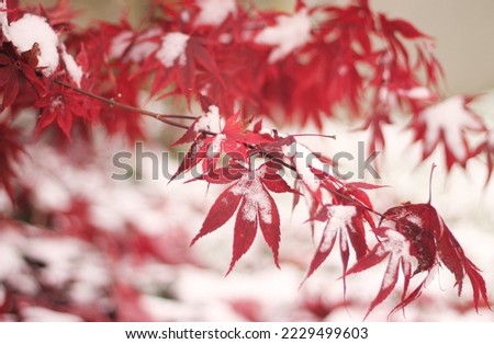 Red maple leaves covered with first snow. Other Japanese maple leaves blurred in the background. Palmate maple covered with snow. First snowflakes on smooth Japanese maple. Contrast of red and white. Royalty-Free Stock Photo #2229499603