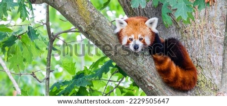 Red panda - Ailurus Fulgens - portrait. Cute animal resting lazy on a tree, useful for environment concepts. Royalty-Free Stock Photo #2229505647