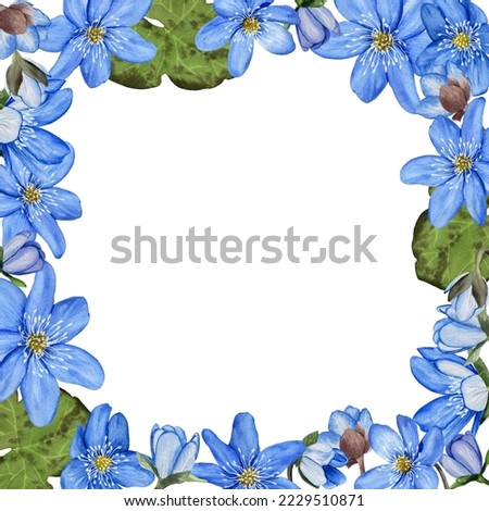 Floral frame with blue spring flower hepatica. Hand draw watercolor illustration isolated on white background.