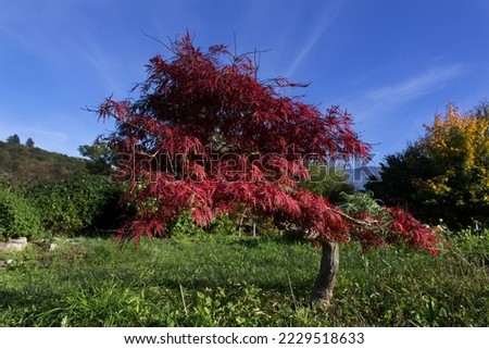 Red autumnal leaves  Acer palmatum or Japanese maple tree into Jardin vagabond of  Aix les bains city French Alps Riviera Savoie region France