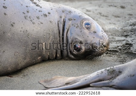 Portrait of beautiful seal laying on the sand