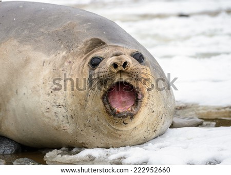 Portrait of beautiful seal screaming laying on the snow