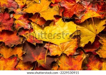 Colorful autumn maple leaves on dark wooden background