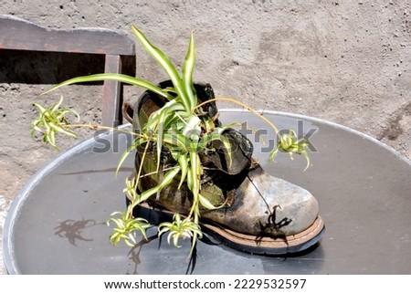 Photo Picture of a Strange Unusual Plant Pot