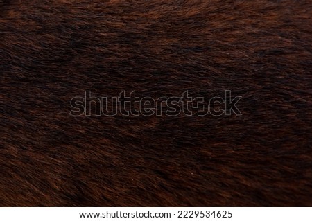 Beautiful spotted fur close-up. Texture of brown animal wool. Dog fur.