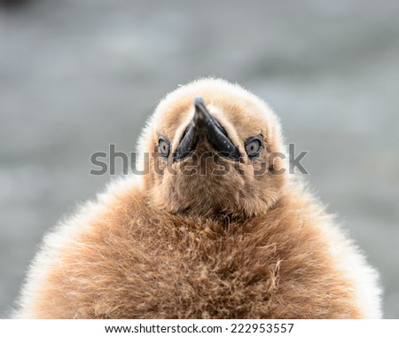 Baby penguin portrait with orange feathers in South Georgia in Antarctica