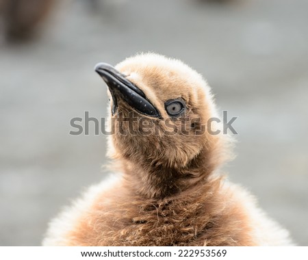Baby penguin portrait with orange feathers in South Georgia in Antarctica