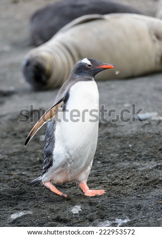Gentoo penguin on the sand