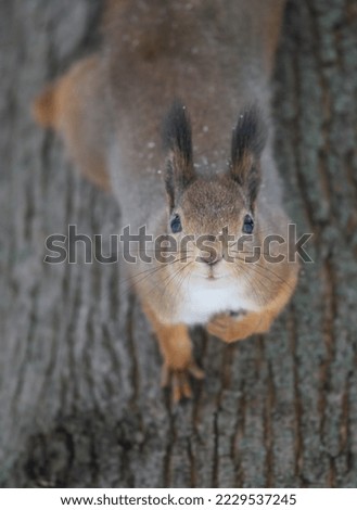 Photos of squirrels and the first snow