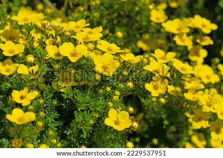 Flowering finger shrub, potentilla fruticosa Royalty-Free Stock Photo #2229537951