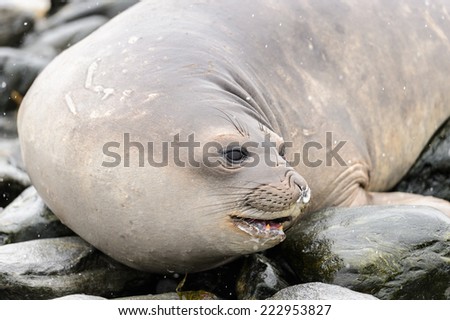 Portrait of beautiful seal laying on the stone
