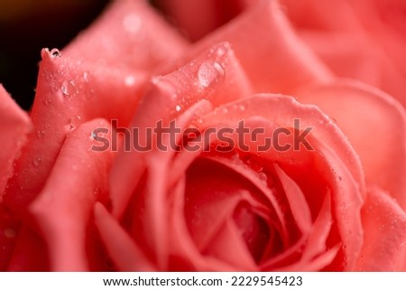 Pink rose flower with drops on the petals. Taken with macro lens stacked