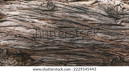 Panoramic photo relief texture of dry tree bark. Brown bark background.