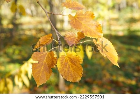 Yellow leaves on a branch in the autumn park. Close-up.