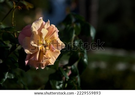 Pale  pink and orange hybrid tea rose seen up close