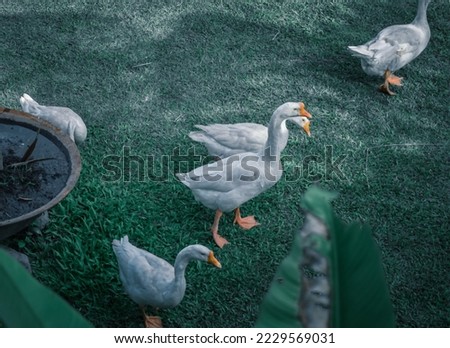 
A flock of geese walking on green garden grass on a sunny day.
