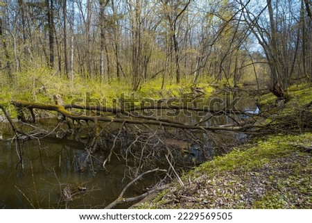 fallen tree trunk bridge in narrow river, mountain bike route, forest thickets dirt road route, spring flowers vegetation, sunny day long shadow, desolate bicycle way, seasonal active rest concept