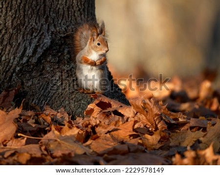 Photos of squirrels in the autumn period