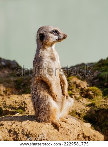 Meerkat photograph from the side